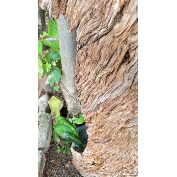 TRONCO RÚSTICO PEÇA EXCLUSIVA DE MADEIRA NATURAL PROVENIENTE DE DEMOLIÇÃO PEROBA ROSA